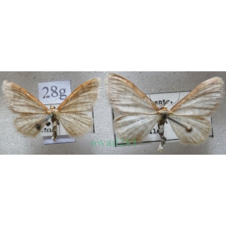 Idaea humiliata (Hufnagel, 1767) pair Krocznik pokorniak Czech28g